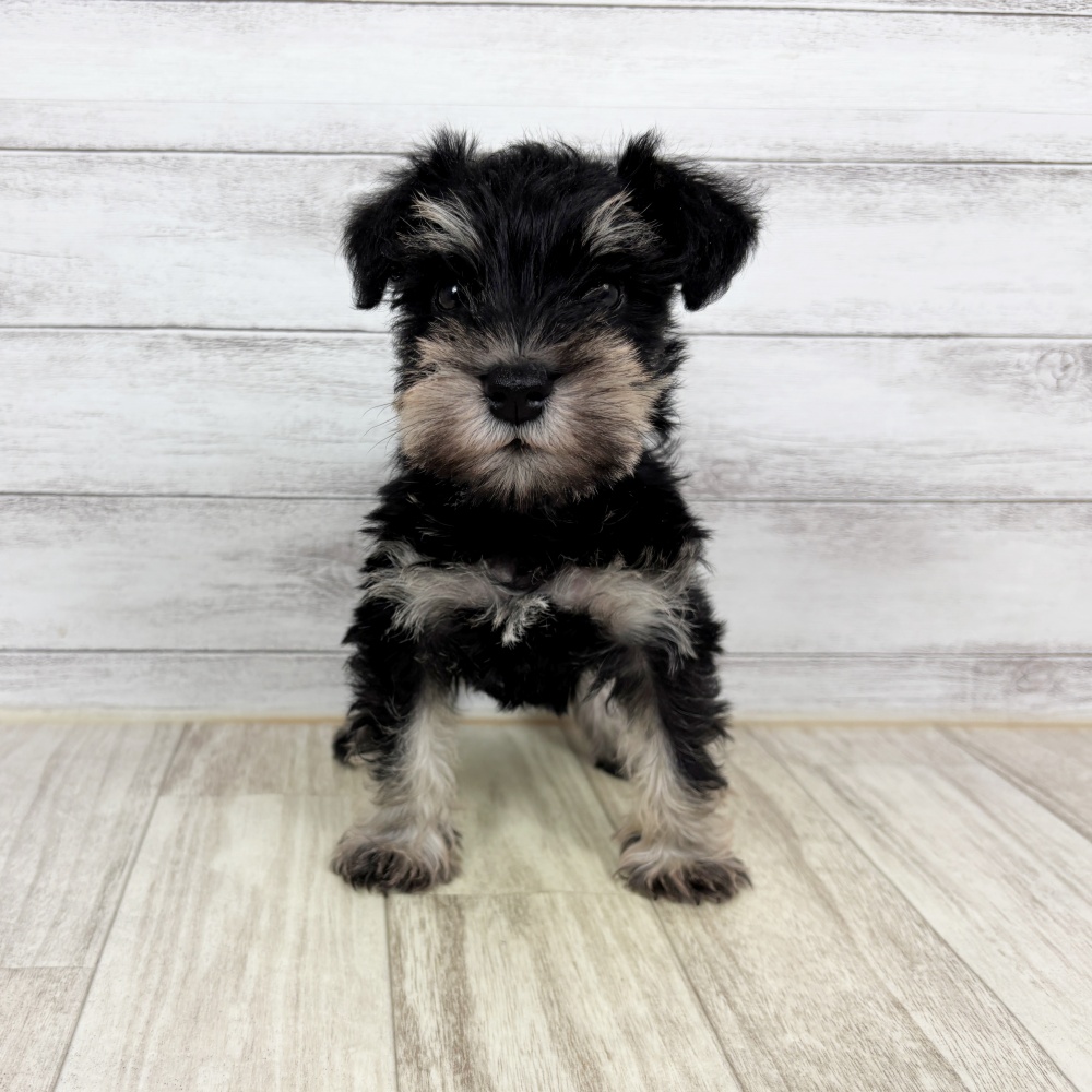 兵庫県のミニチュアシュナウザー (犬の家＆猫の里川西店/2026年2月21日生まれ/女の子/ブラックシルバー)の子犬