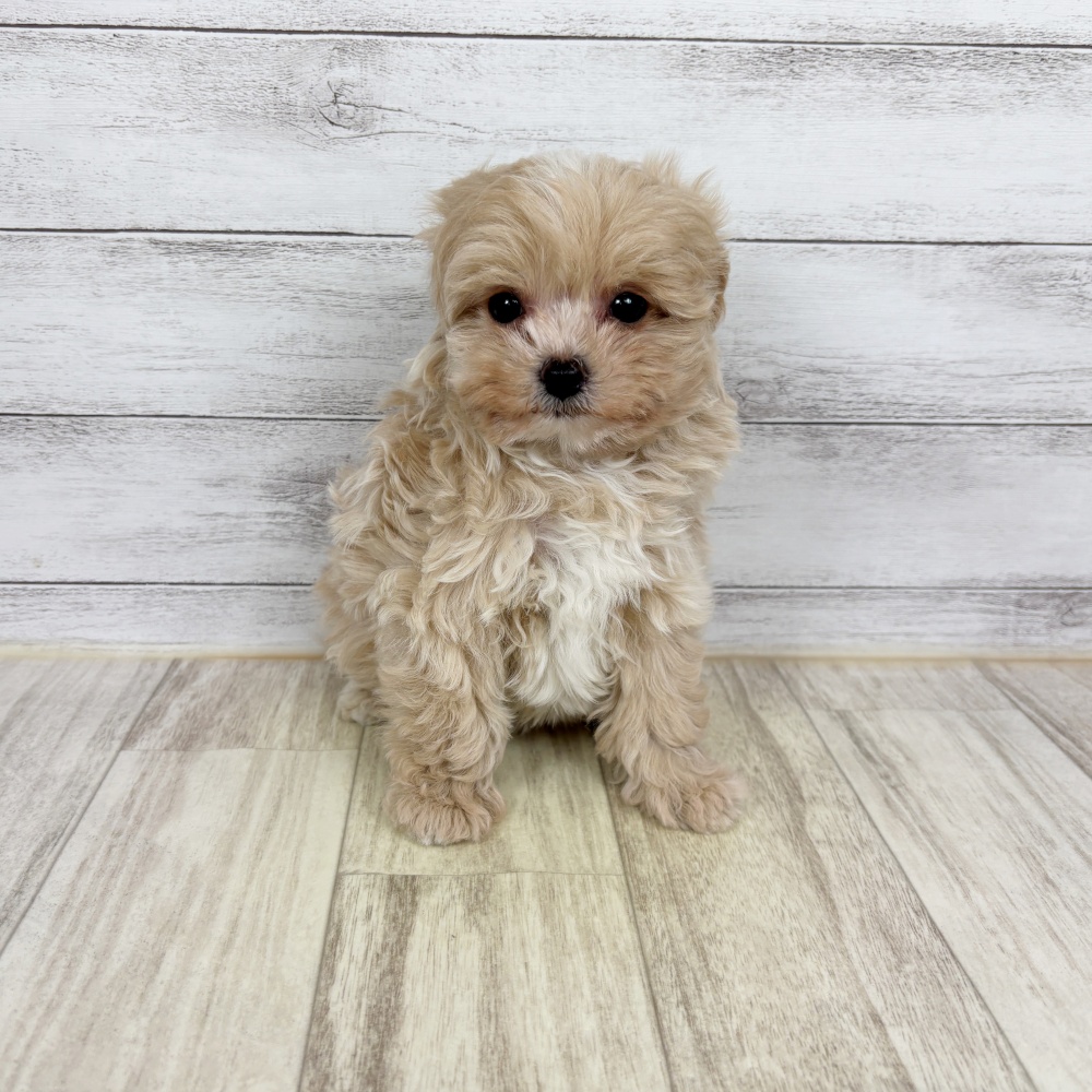 兵庫県のポメプー(ポメラニアン×プードル) (犬の家＆猫の里川西店/2026年2月19日生まれ/女の子/クリーム)の子犬