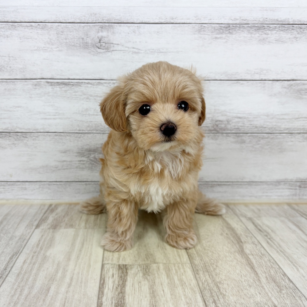 兵庫県のマルプー(マルチーズ×プードル) (犬の家＆猫の里ゆめタウン姫路店/2026年2月22日生まれ/女の子/クリーム)の子犬