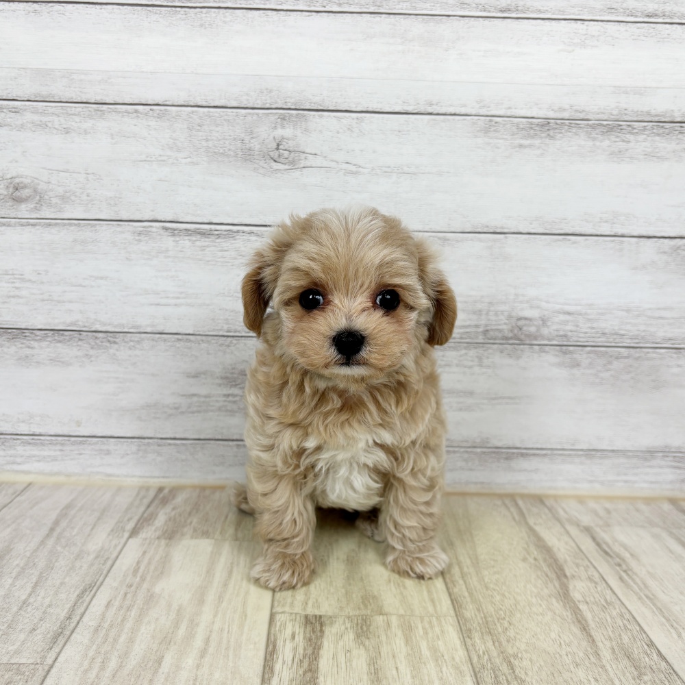 兵庫県のマルプー(マルチーズ×プードル) (犬の家＆猫の里川西店/2026年2月22日生まれ/男の子/クリーム)の子犬