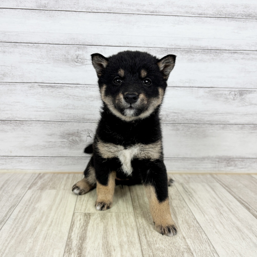 愛知県の豆柴 (犬の家＆猫の里春日井本店/2026年2月22日生まれ/女の子/黒)の子犬