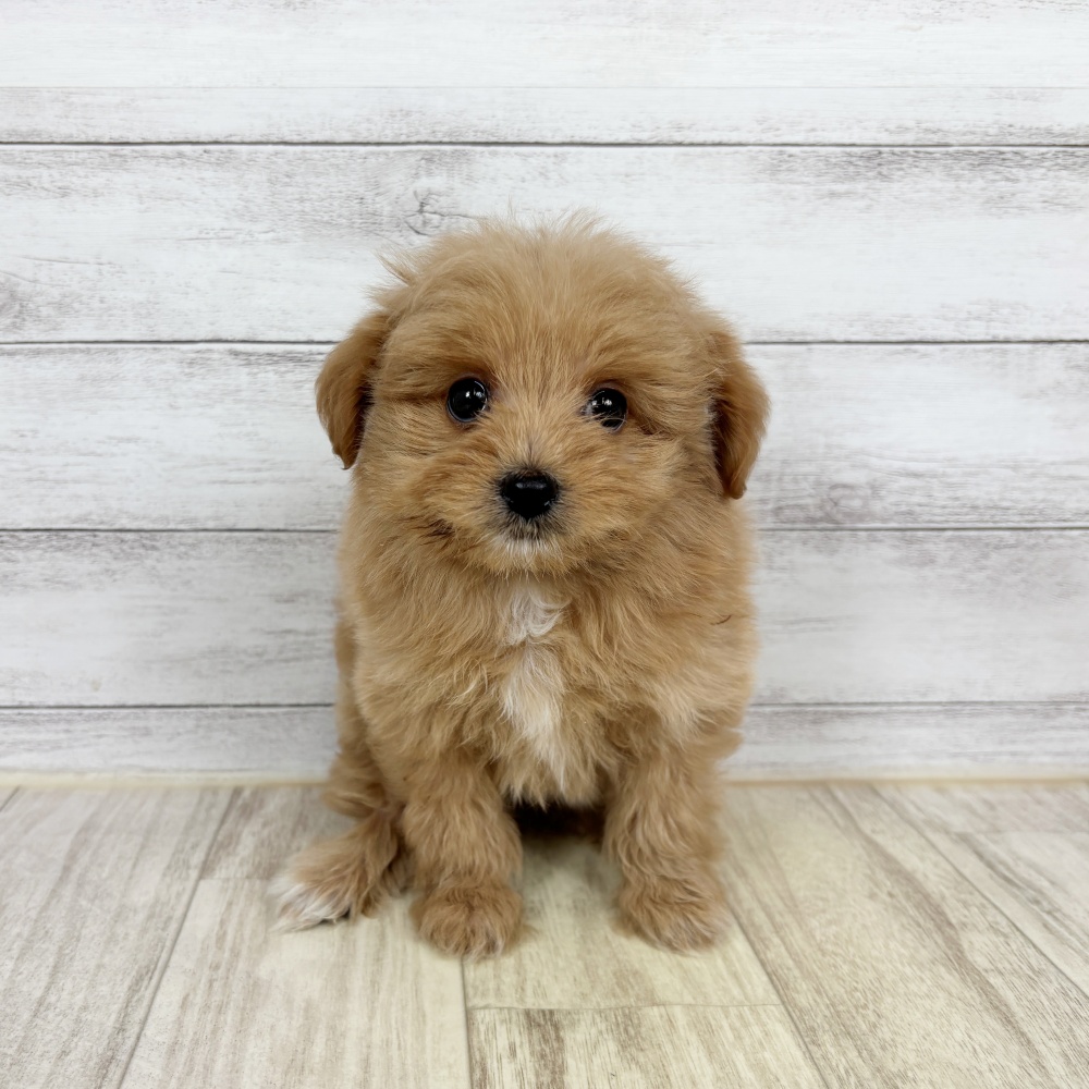 兵庫県のポメプー(ポメラニアン×プードル) (犬の家＆猫の里川西店/2026年2月20日生まれ/女の子/クリーム)の子犬