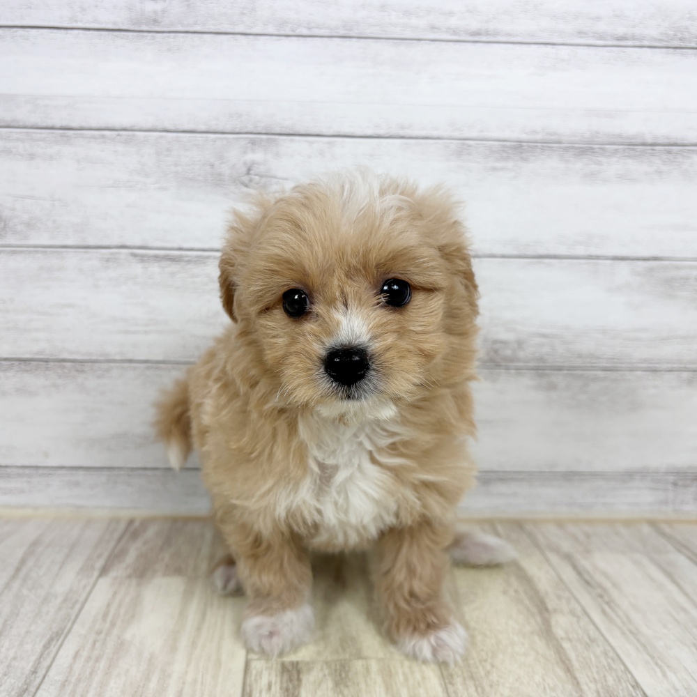 兵庫県のポメプー(ポメラニアン×プードル) (犬の家＆猫の里川西店/2026年2月20日生まれ/男の子/クリーム)の子犬