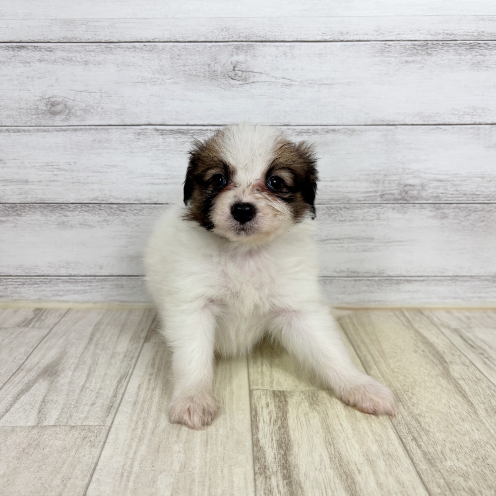 兵庫県のパピヨン (犬の家＆猫の里川西店/2026年2月21日生まれ/女の子/ホワイトブラウン)の子犬