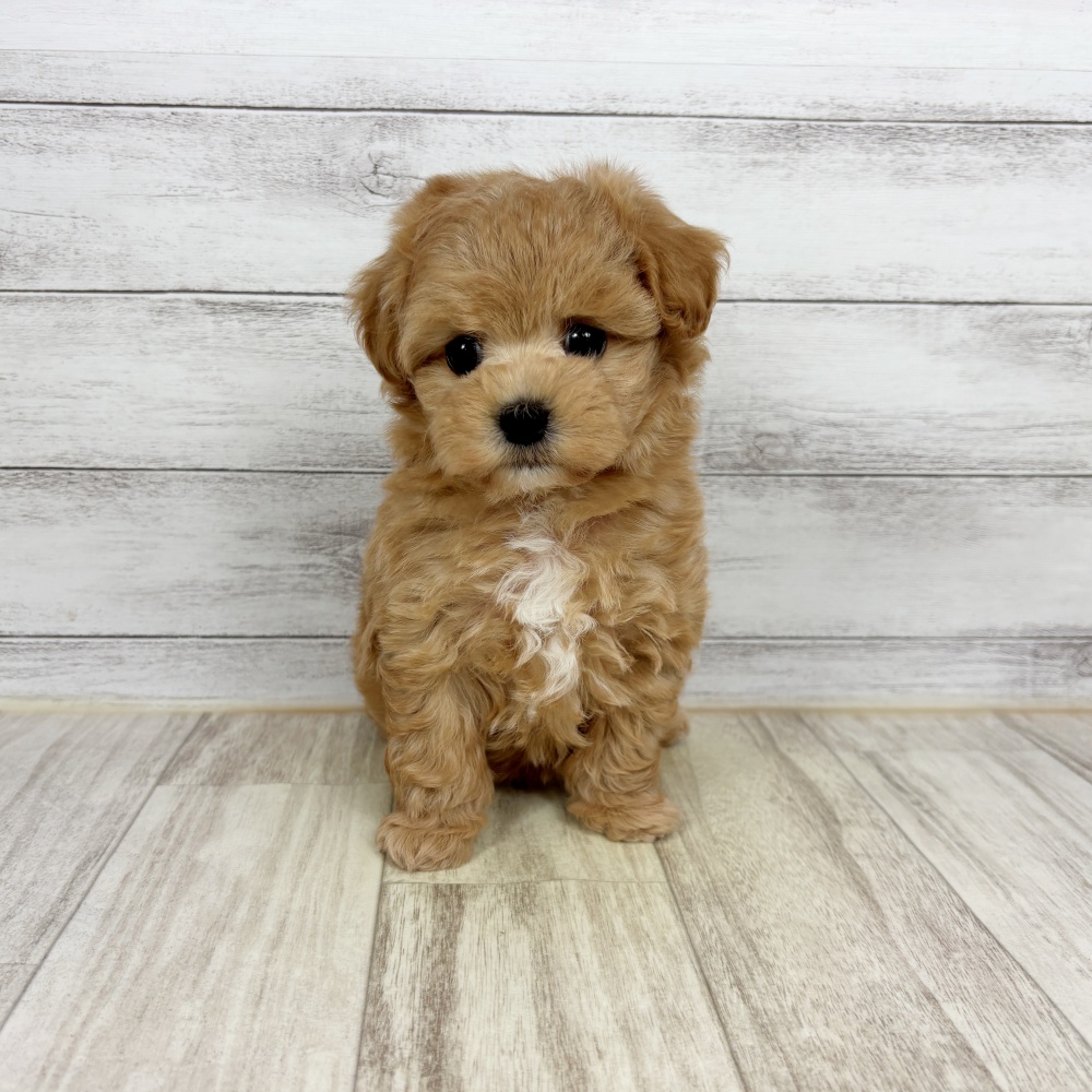 兵庫県のマルプー(マルチーズ×プードル) (犬の家＆猫の里川西店/2026年2月21日生まれ/女の子/アプリコット)の子犬