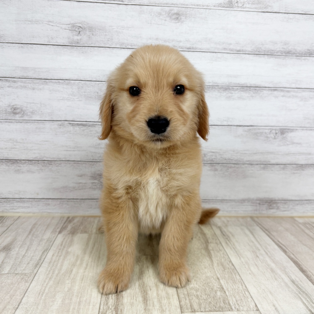 愛知県のゴールデンレトリバー (犬の家＆猫の里春日井本店/2026年2月21日生まれ/女の子/ゴールデン)の子犬