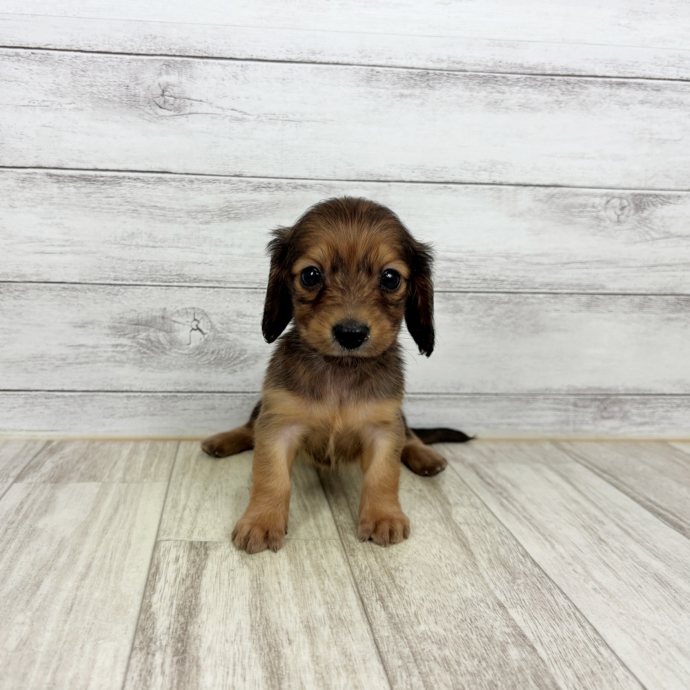兵庫県のミニチュアダックスフンド(ロング) (犬の家＆猫の里川西店/2026年2月21日生まれ/女の子/レッド)の子犬