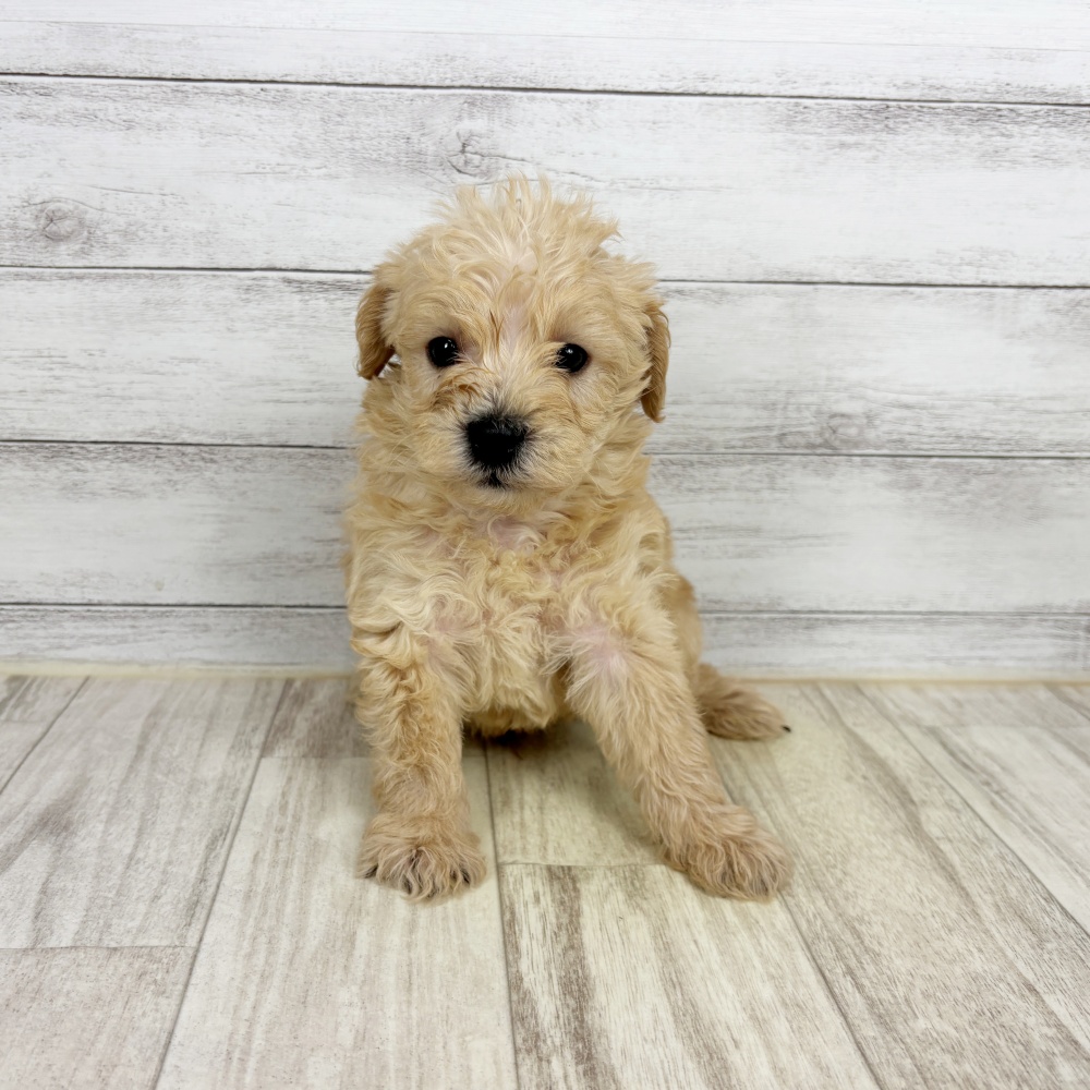 兵庫県のハーフ犬・ミックス犬 (犬の家＆猫の里川西店/2026年2月21日生まれ/男の子/クリーム)の子犬