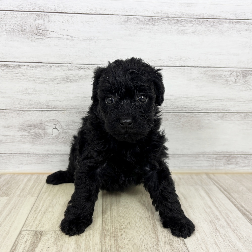 兵庫県のハーフ犬・ミックス犬 (犬の家＆猫の里川西店/2026年2月21日生まれ/女の子/ブラック)の子犬