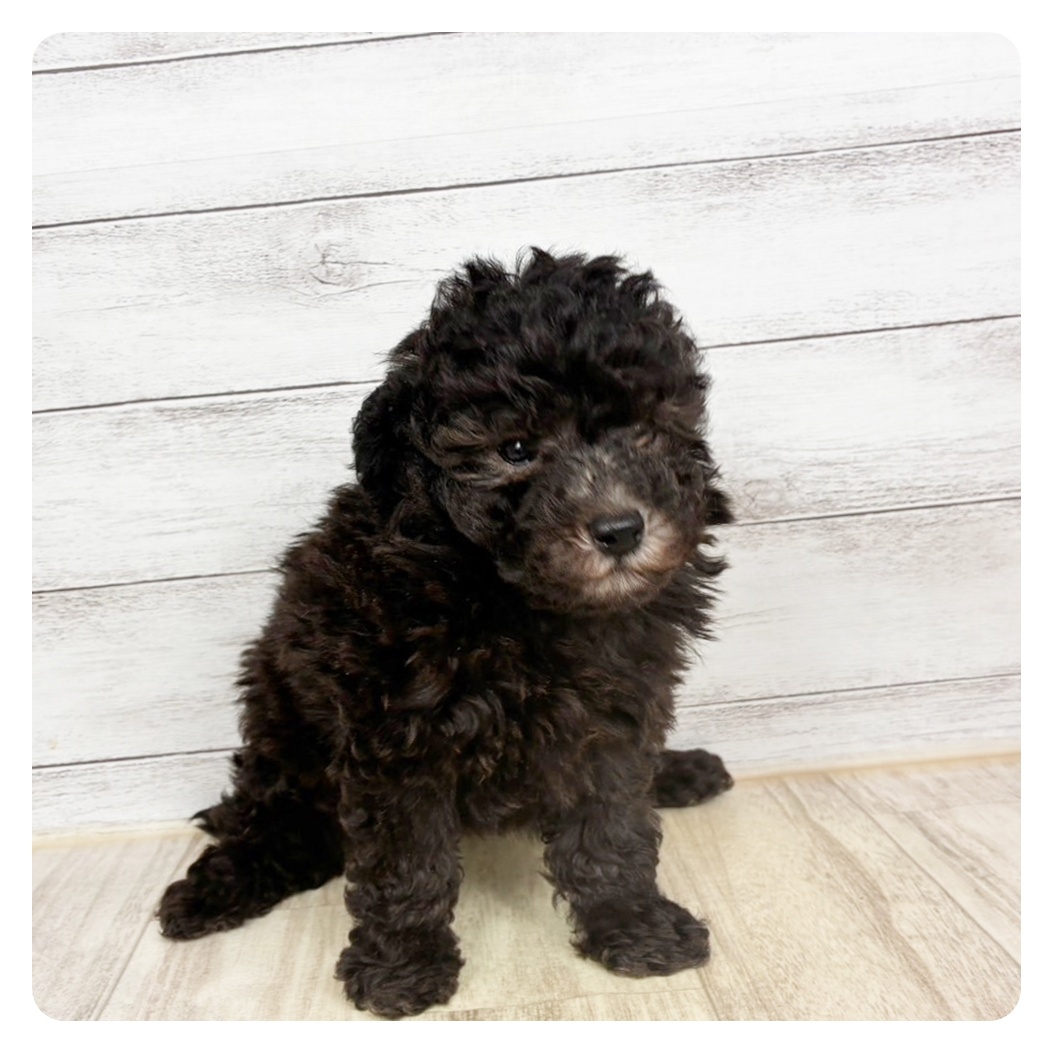 兵庫県のトイプードル(トイ) (犬の家＆猫の里川西店/2026年2月22日生まれ/男の子/グレー)の子犬