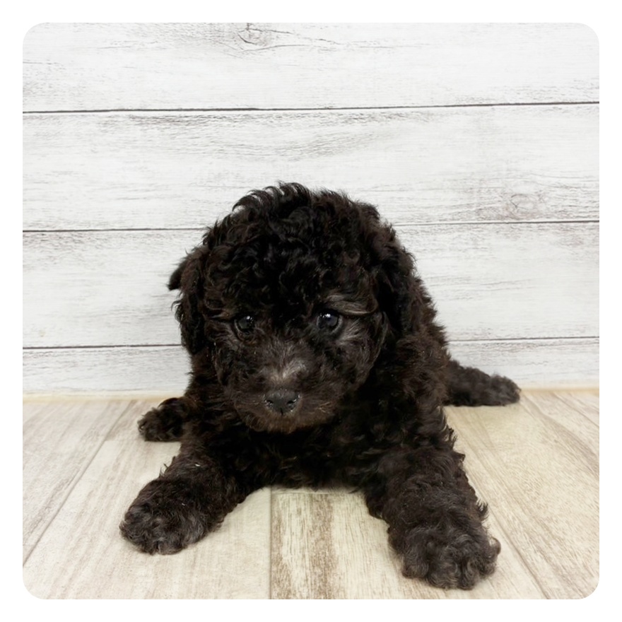 兵庫県のトイプードル(トイ) (犬の家＆猫の里尼崎店/2026年2月22日生まれ/女の子/グレー)の子犬