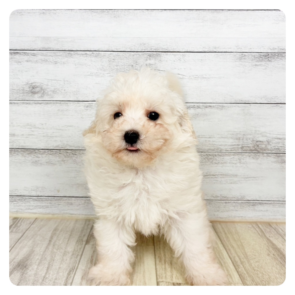 兵庫県のトイプードル(トイ) (犬の家＆猫の里川西店/2026年2月22日生まれ/男の子/ペールフォーン)の子犬