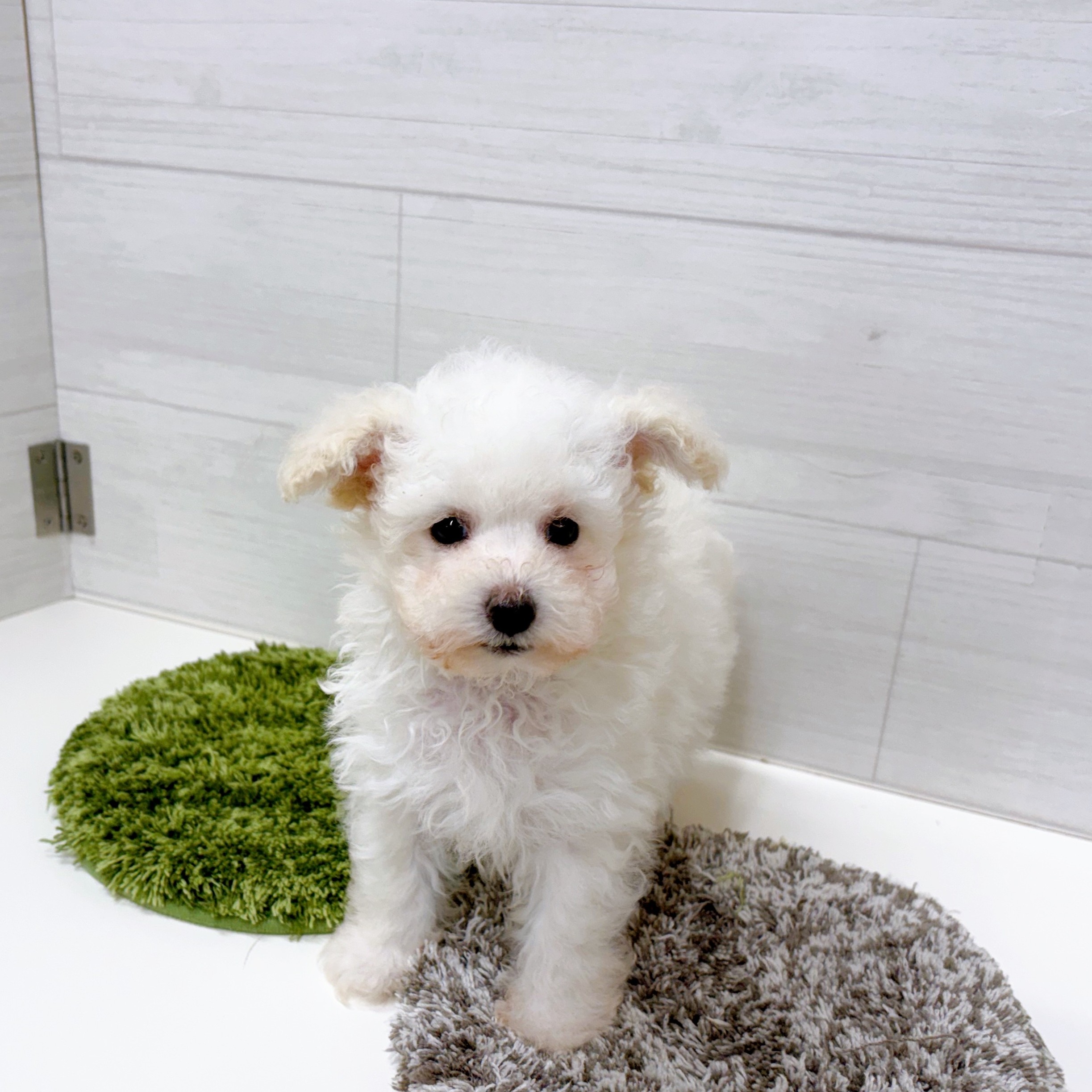 石川県のトイプードル(トイ) (犬の家＆猫の里アミーゴ金沢おこばた店/2026年2月22日生まれ/男の子/ペールフォーン)の子犬の1枚目の画像