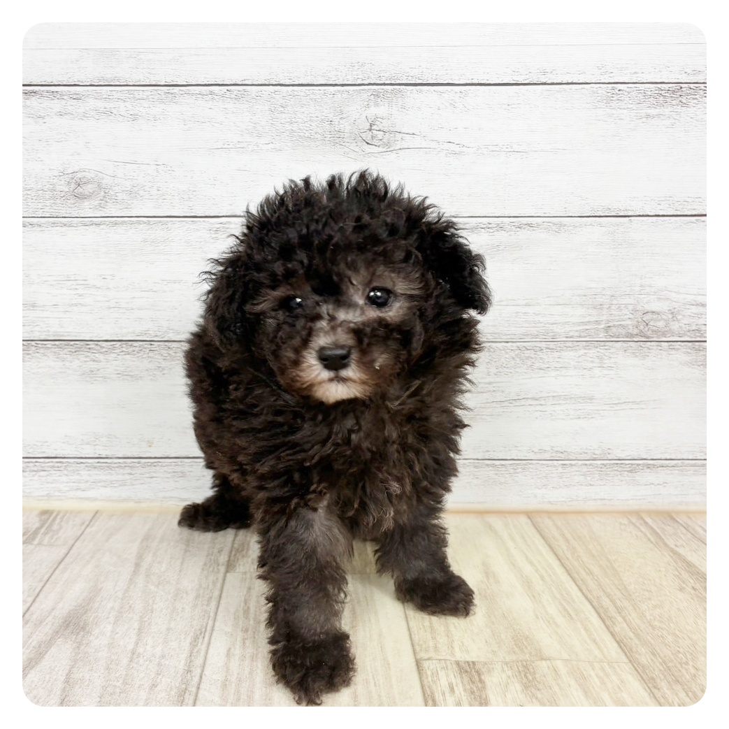 兵庫県のトイプードル(タイニー) (犬の家＆猫の里川西店/2026年2月22日生まれ/女の子/グレー)の子犬