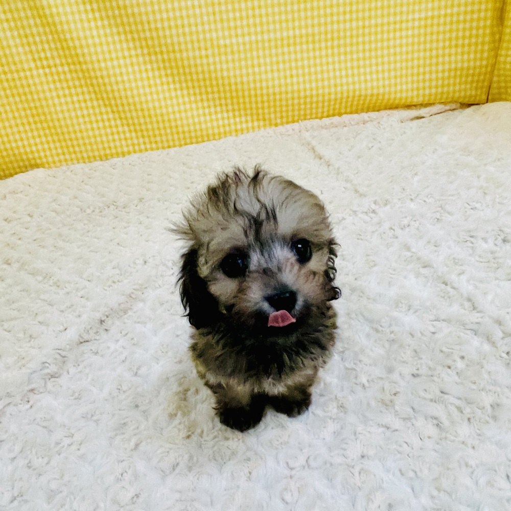 愛知県のマルックス(マルチーズ×ダックス) (犬の家＆猫の里一宮店/2026年2月17日生まれ/男の子/フォーン)の子犬の2枚目の画像