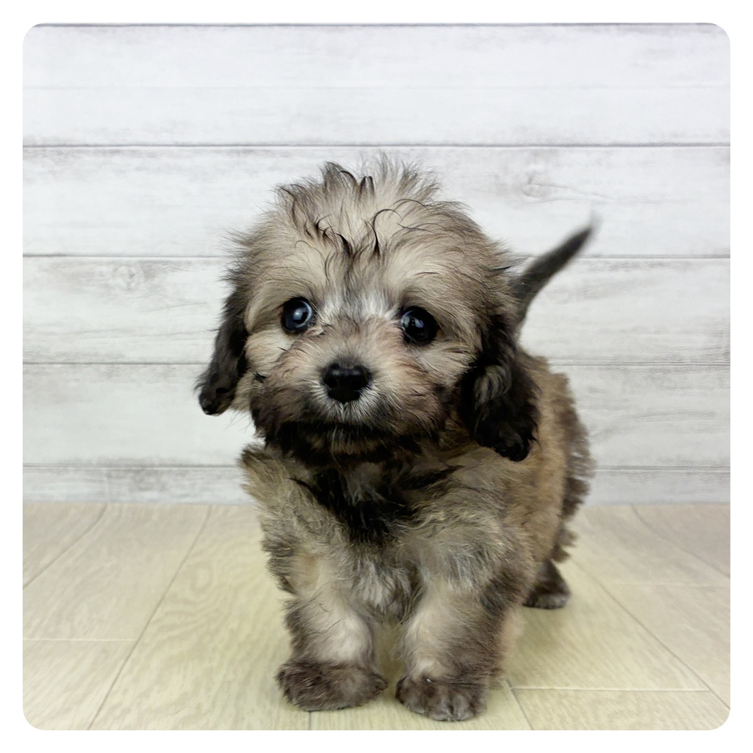 愛知県のマルックス(マルチーズ×ダックス) (犬の家＆猫の里一宮店/2026年2月17日生まれ/男の子/フォーン)の子犬