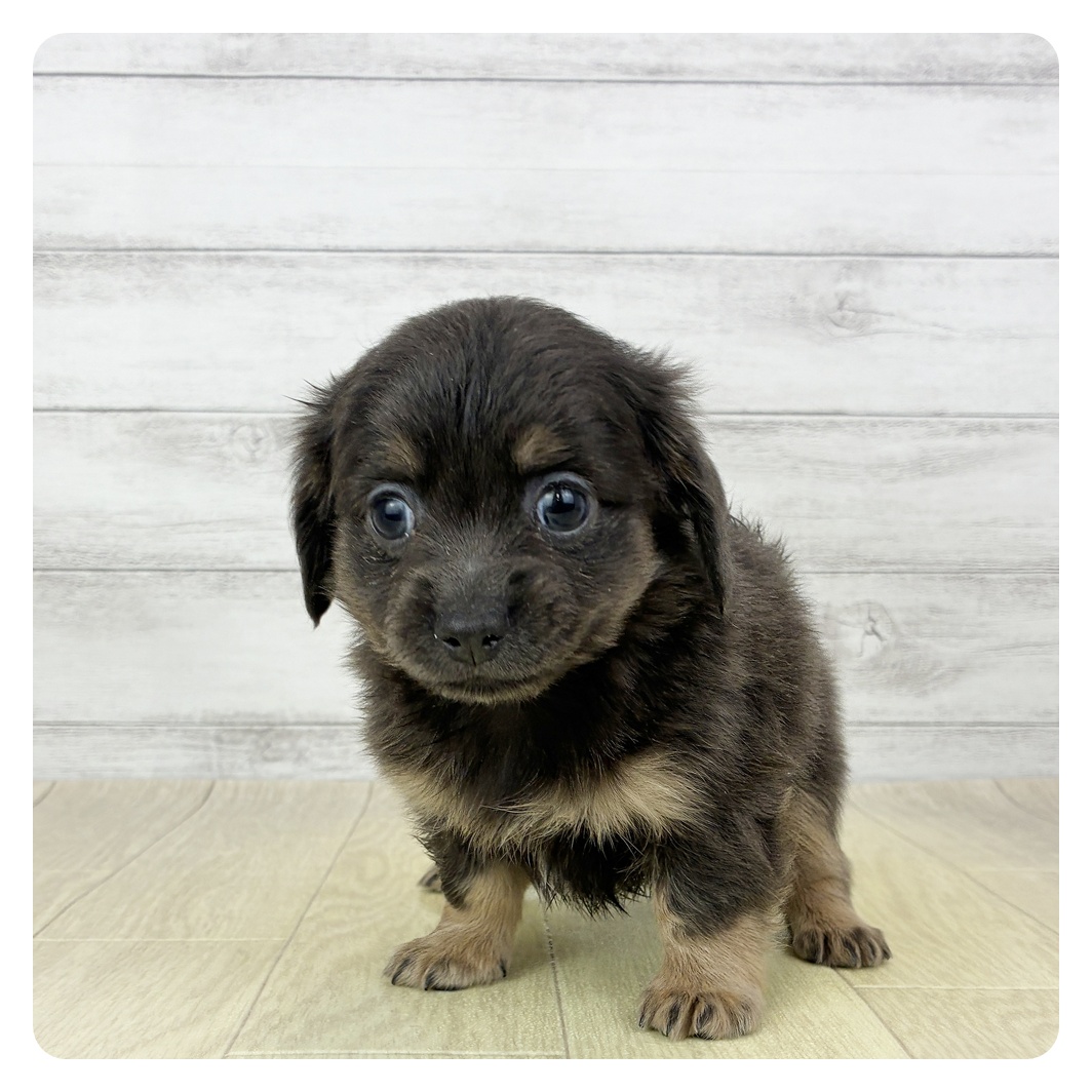 福井県のチワックス(チワワ×ダックス) (犬の家＆猫の里アミーゴ福井店/2026年2月20日生まれ/男の子/ブルークリーム)の子犬