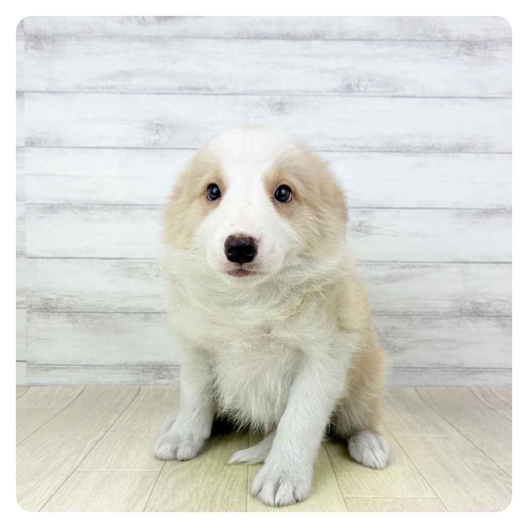 愛知県のボーダーコリー (犬の家＆猫の里春日井本店/2026年2月19日生まれ/男の子/レッドホワイト)の子犬