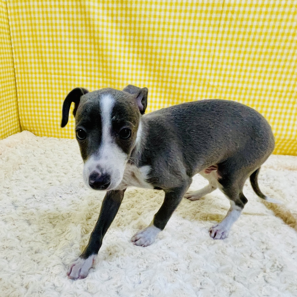 愛知県のイタリアングレーハウンド (犬の家＆猫の里一宮店/2026年2月22日生まれ/男の子/ブルー、ホワイトマーキング)の子犬の2枚目の画像