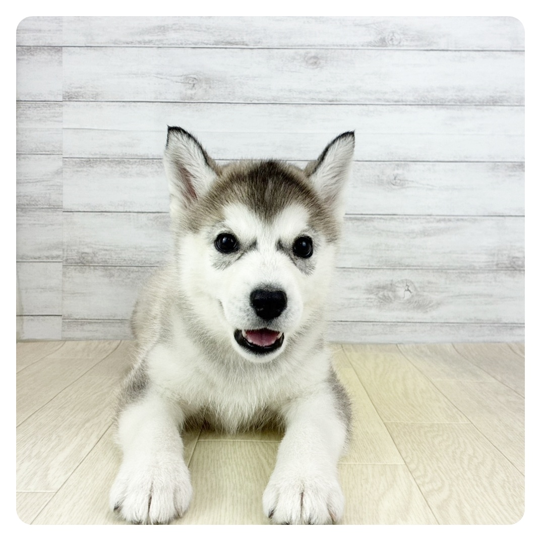 兵庫県のシベリアンハスキー (犬の家＆猫の里神戸店/2026年2月16日生まれ/女の子/シルバーホワイト)の子犬の2枚目の画像