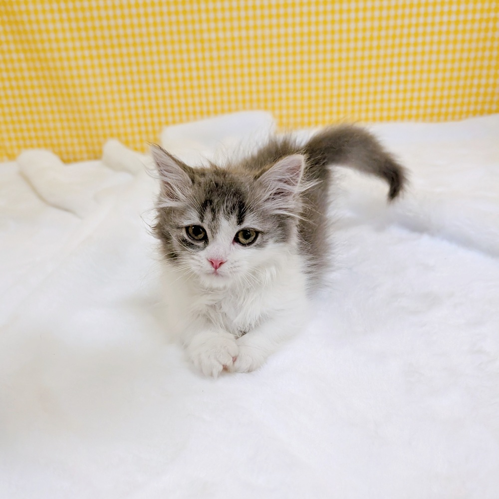 愛知県のマンチカン (犬の家＆猫の里一宮店/2026年2月3日生まれ/男の子/ブルータビーホワイト)の子猫の1枚目の画像