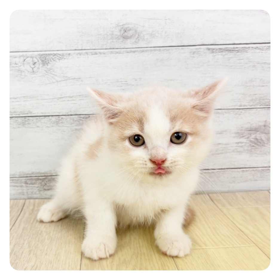 愛知県のスコティッシュストレート (犬の家＆猫の里春日井本店/2026年2月12日生まれ/男の子/クリームホワイト)の子猫
