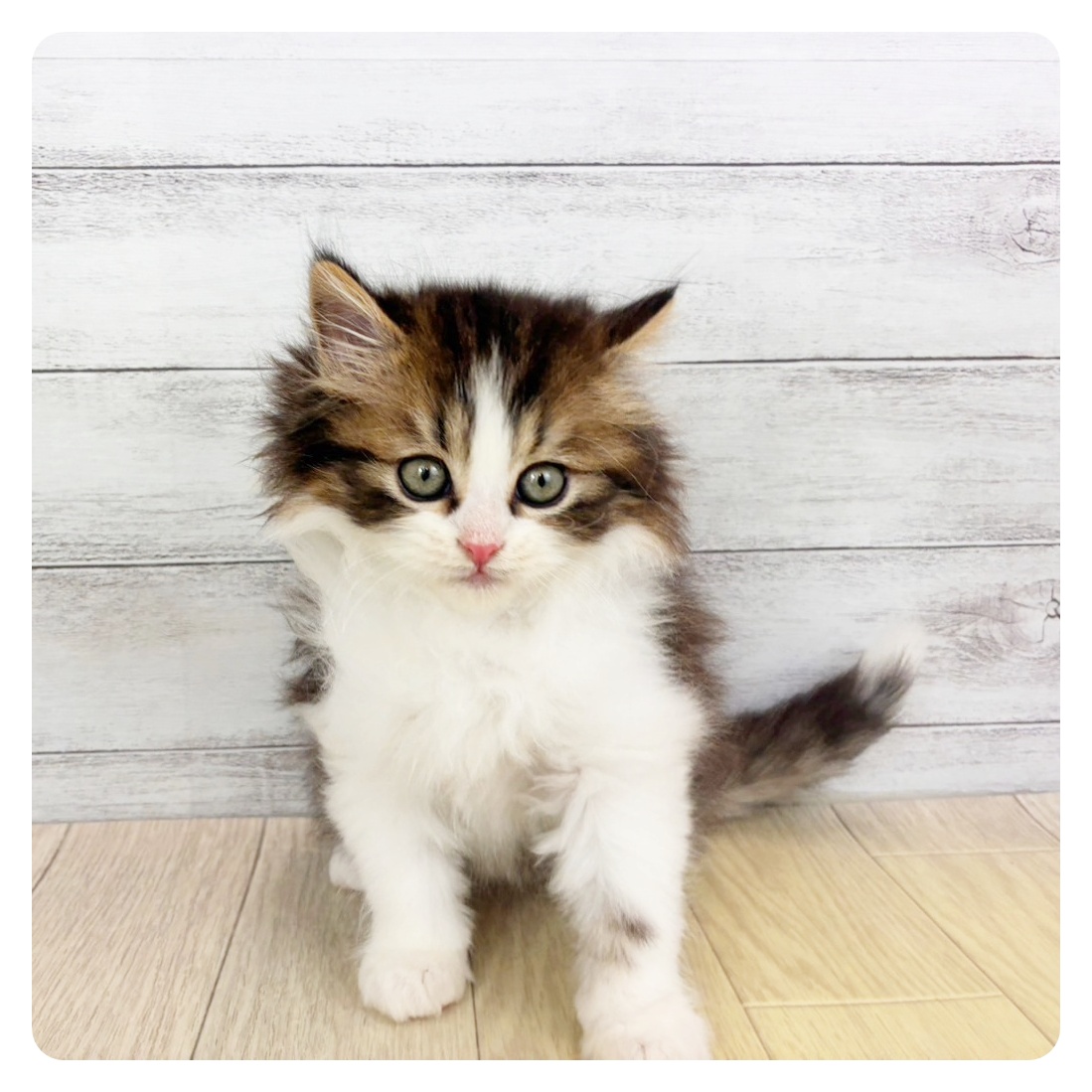 愛知県のミヌエット (犬の家＆猫の里一宮店/2026年2月11日生まれ/男の子/ブラウンタビーホワイト)の子猫