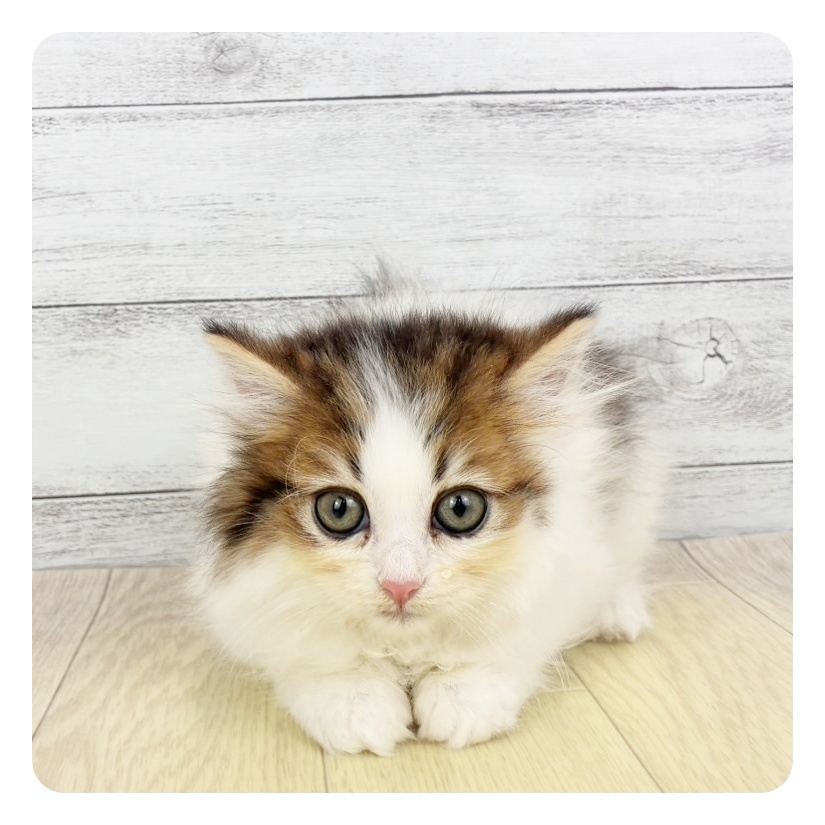 愛知県のミヌエット (犬の家＆猫の里MiO香久山店/2026年2月11日生まれ/女の子/ブラウンタビーホワイト)の子猫の2枚目の画像