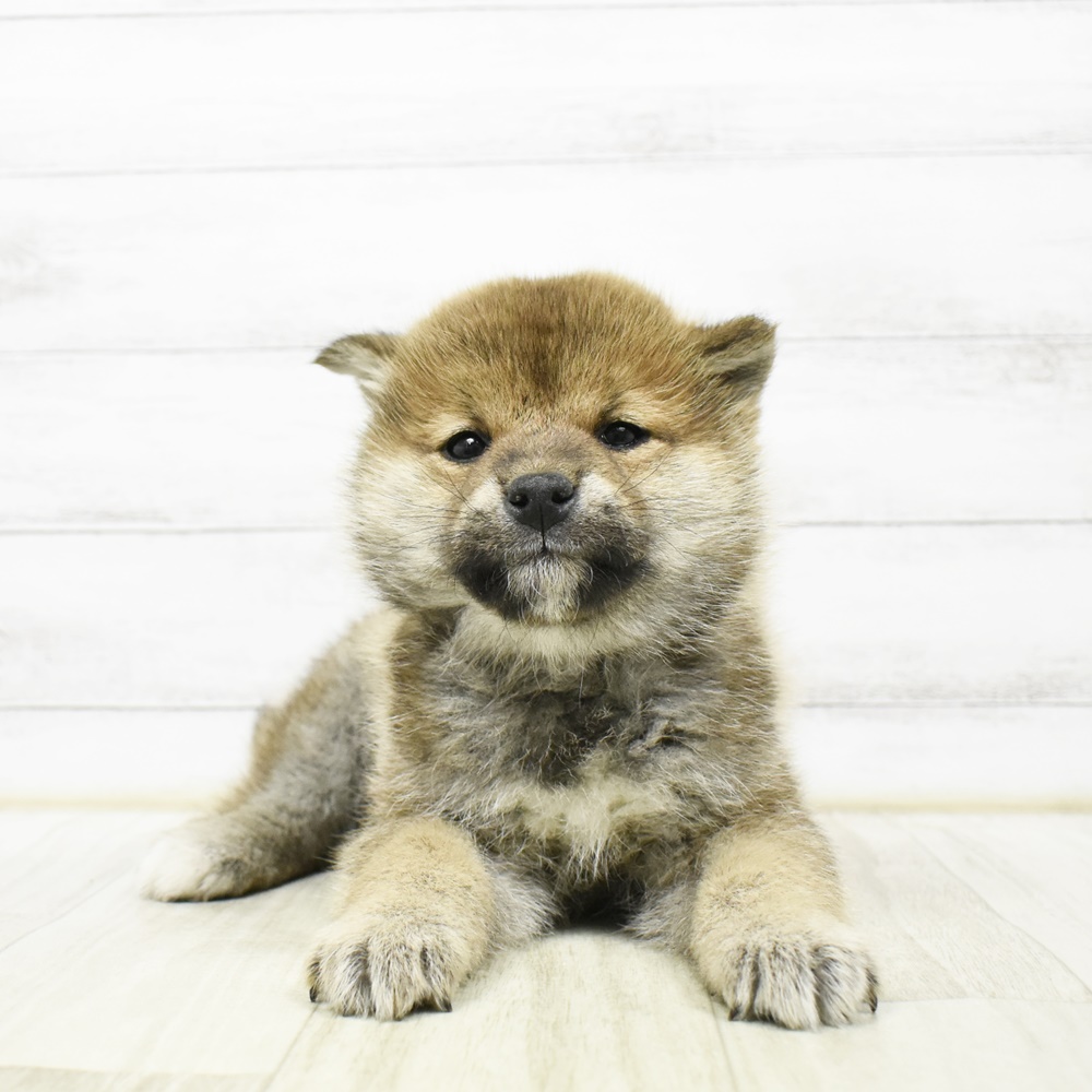 静岡県の柴犬(標準サイズ) (犬の家＆猫の里プレ葉ウォーク浜北店/2026年2月20日生まれ/男の子/赤)の子犬
