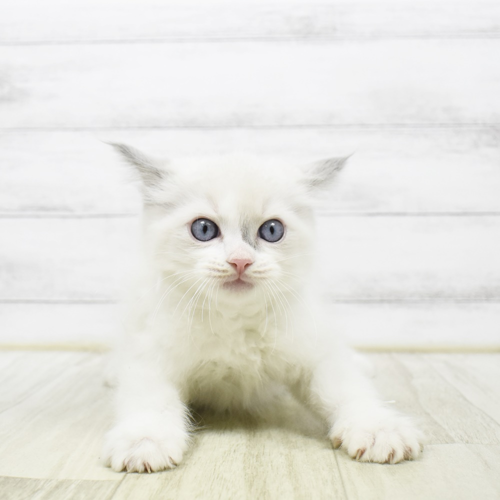 静岡県のラグドール (犬の家＆猫の里アミーゴ浜松和田店/2026年2月24日生まれ/男の子/ブルーポイントバイカラー)の子猫