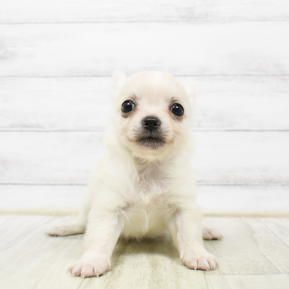 チワワ（ロング）男の子の写真