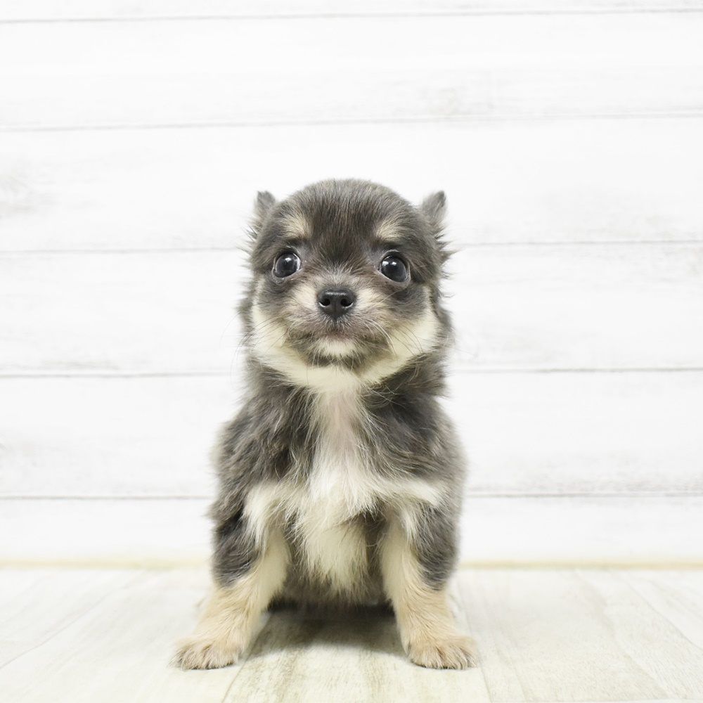 チワワ（ロング）女の子の写真