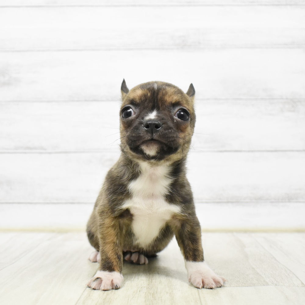 神奈川県のハーフ犬・ミックス犬 (犬の家＆猫の里小田原店/2026年2月24日生まれ/女の子/ブリンドルホワイト)の子犬