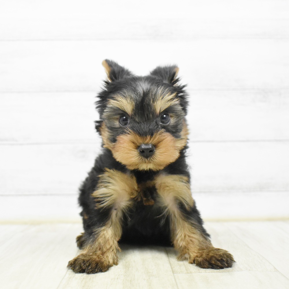 千葉県のヨークシャーテリア (犬の家＆猫の里BIGHOPガーデンモール印西店/2026年2月23日生まれ/男の子/スチールブルータン)の子犬