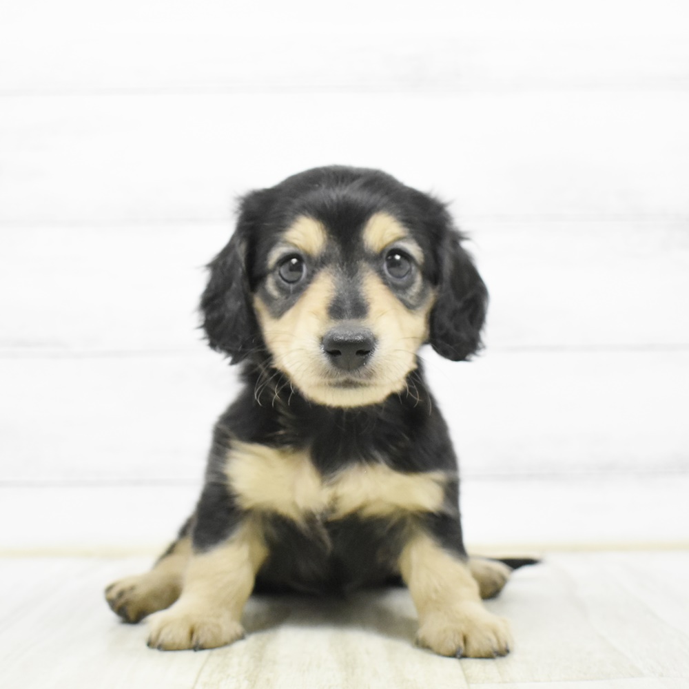 静岡県のミニチュアダックスフンド(ロング) (犬の家＆猫の里MEGAドン・キホーテ袋井店/2026年2月20日生まれ/女の子/ブラックタン)の子犬