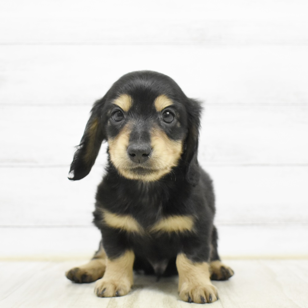 静岡県のミニチュアダックスフンド(ロング) (犬の家＆猫の里富士店/2026年2月20日生まれ/男の子/ブラックタン)の子犬