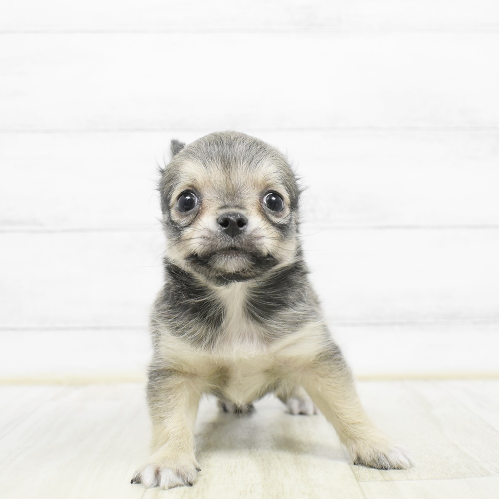 チワワ（ロング）男の子の写真