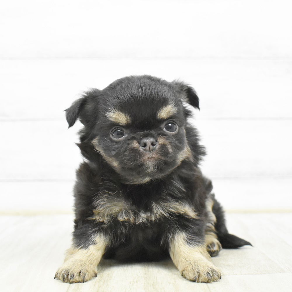 静岡県のチワワ(ロング) (犬の家＆猫の里マークイズ静岡店/2026年2月21日生まれ/女の子/ブラックタン)の子犬