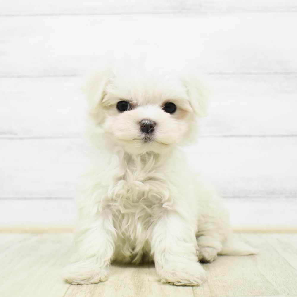 静岡県のマルチーズ (犬の家＆猫の里藤枝店/2026年2月21日生まれ/女の子/ホワイト)の子犬