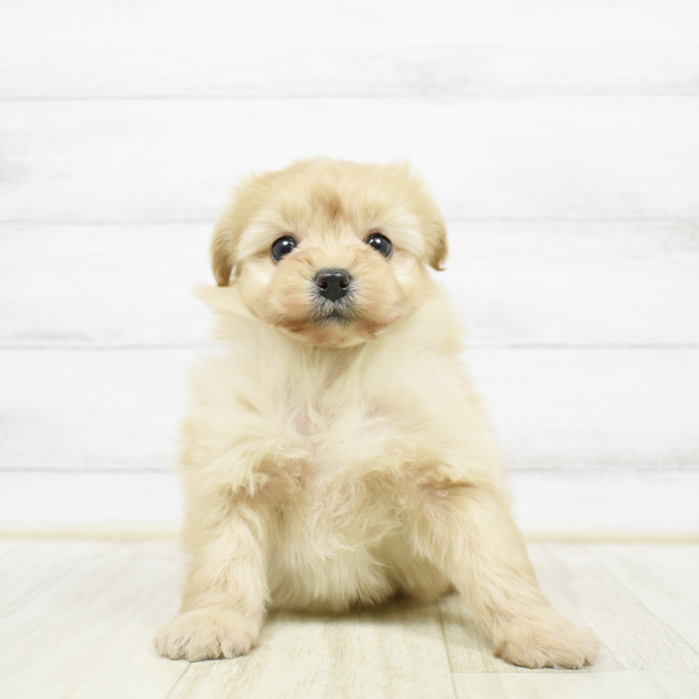 長野県のポメプー(ポメラニアン×プードル) (犬の家＆猫の里長野店/2026年2月23日生まれ/男の子/アプリコット)の子犬