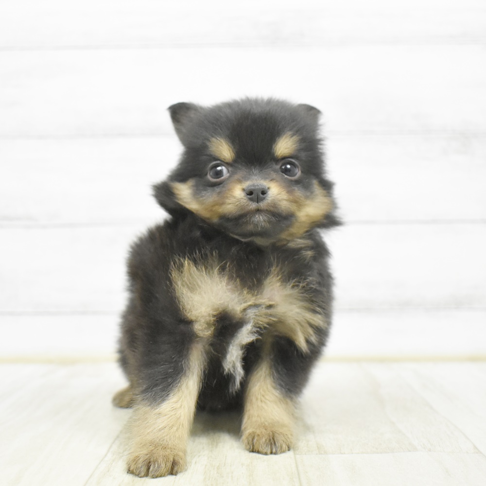 東京都のポメチワ/チワポメ/ポメチー(ポメラニアン×チワワ) (犬の家＆猫の里ペットフォレスト小平店/2026年2月24日生まれ/男の子/ブラックタン)の子犬