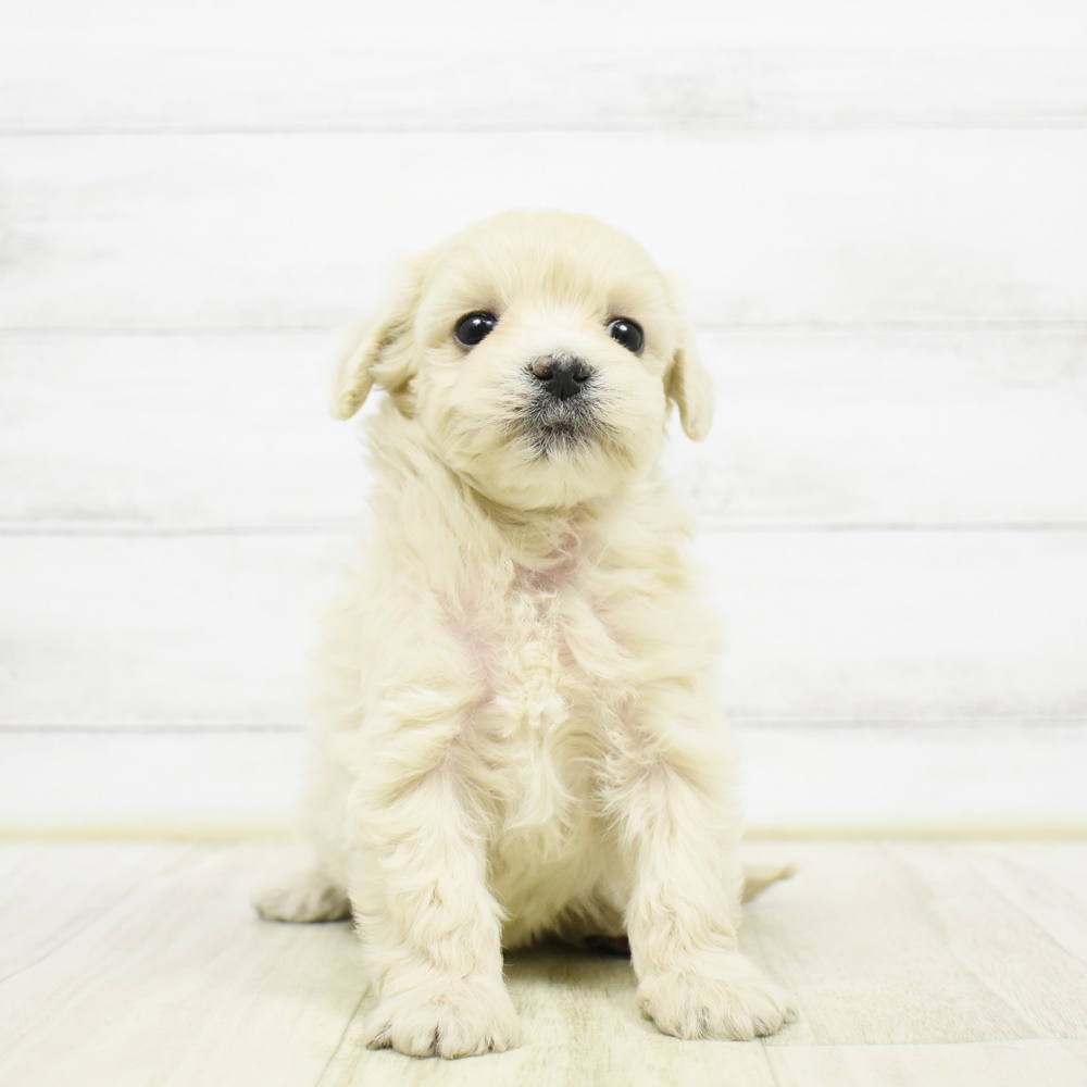 静岡県のマルプー(マルチーズ×プードル) (犬の家＆猫の里富士店/2026年2月22日生まれ/女の子/クリーム)の子犬