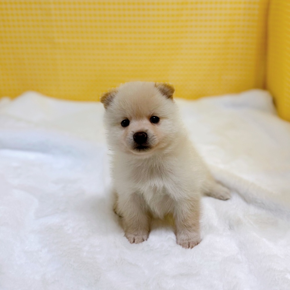 ハーフ犬男の子の写真