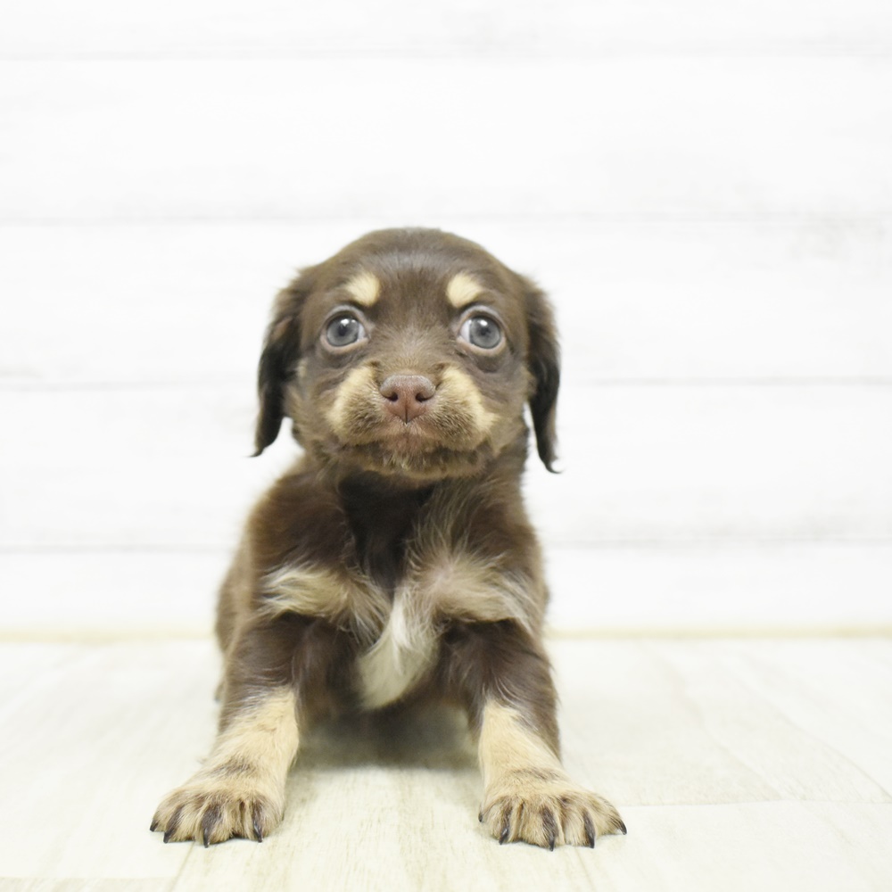 ハーフ犬女の子の写真