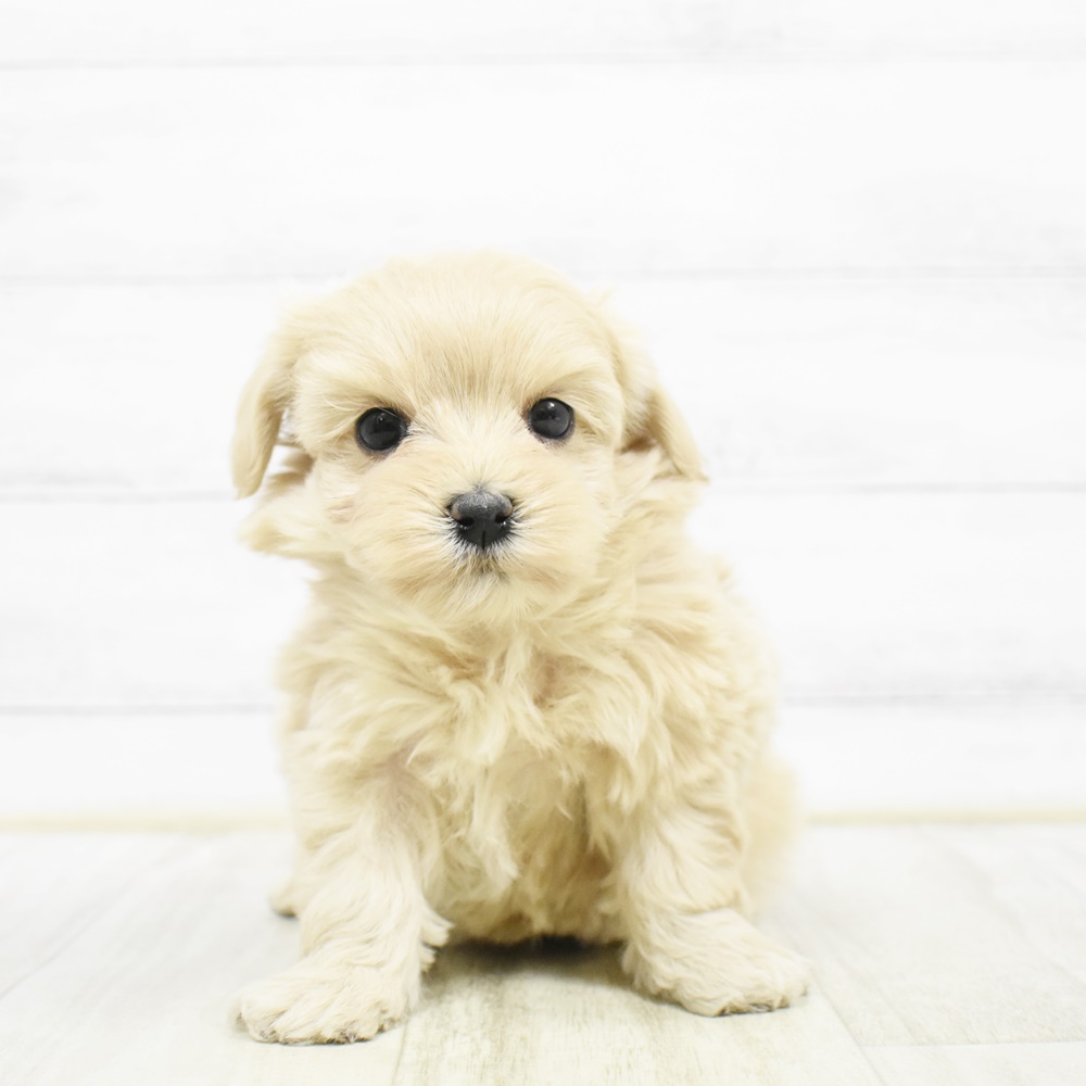 ハーフ犬女の子の写真
