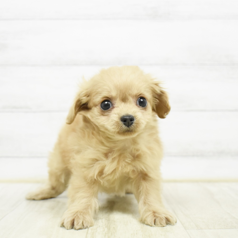 神奈川県のチワプー/プーチー(チワワ×プードル) (犬の家＆猫の里元住吉ブレーメン通り店/2026年2月19日生まれ/女の子/レッド)の子犬