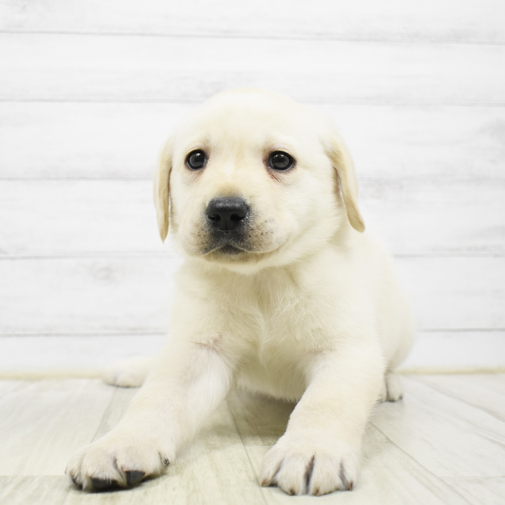 ラブラドールレトリーバー女の子の写真