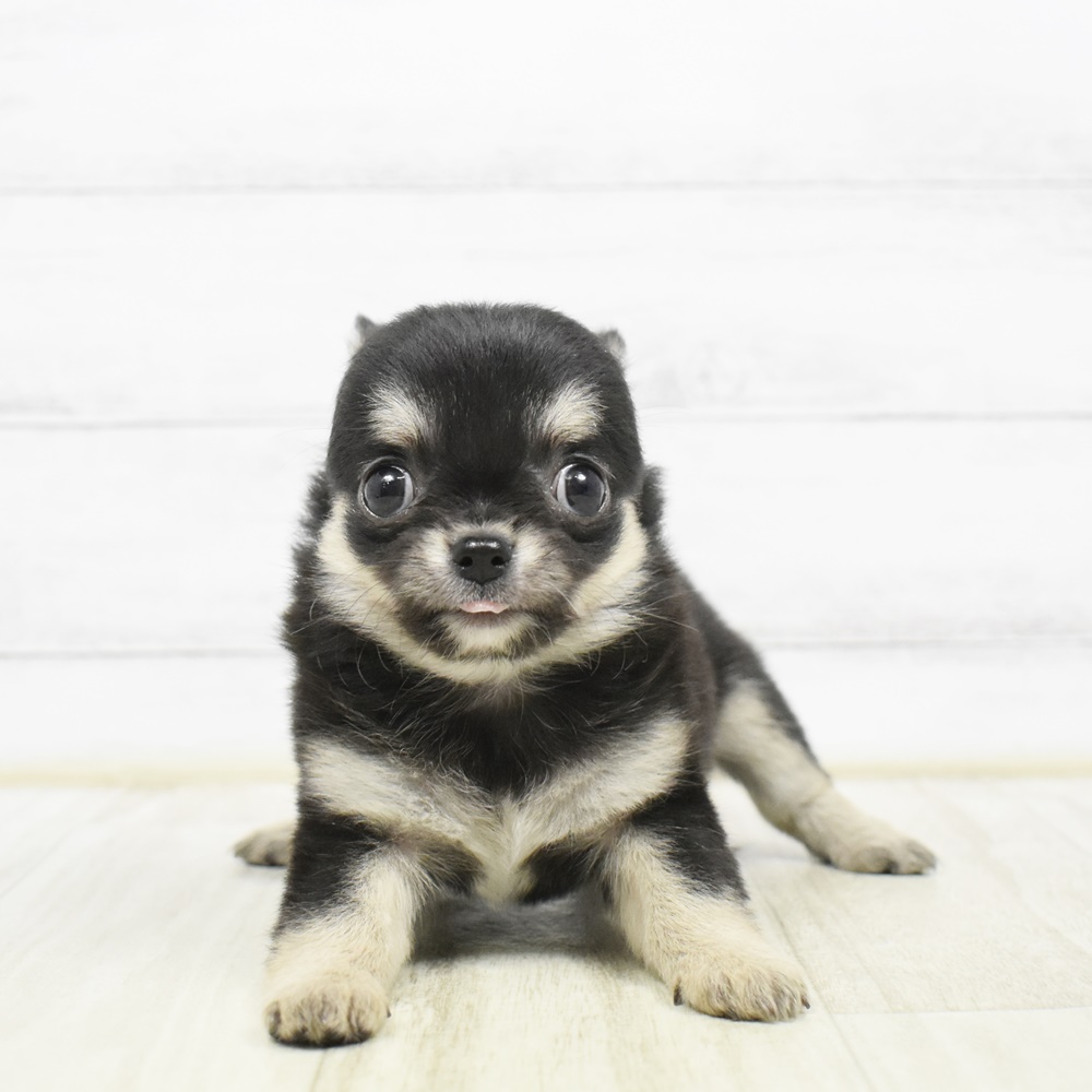 チワワ（ロング）女の子の写真