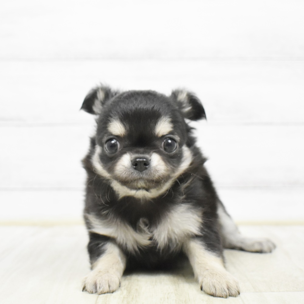 静岡県のチワワ(ロング) (犬の家＆猫の里富士店/2026年2月23日生まれ/女の子/ブラックタン)の子犬