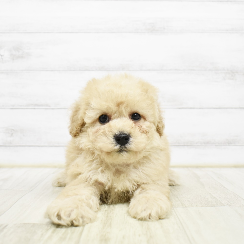 トイプードル女の子の写真
